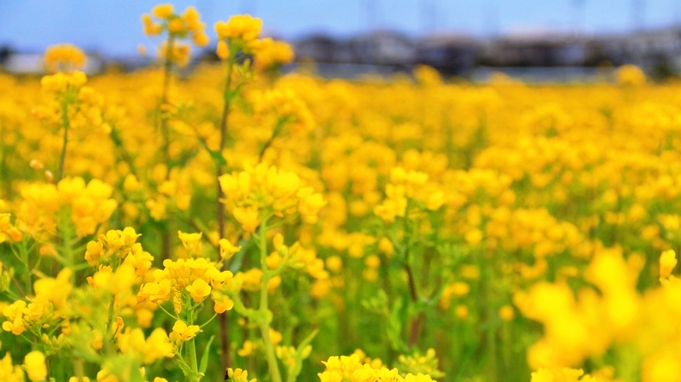 【直前割☆素泊まり】菜の花公園まで車で30分！GW限定！お一人1000円オフ♪最終チェックイン22時